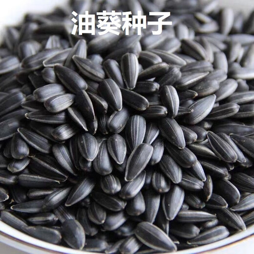 Shop: Dwarf sunflower seeds are sown in spring and summer. The sunflower yield is higher and the oil rate is higher. It can be used for sprout cultivation. Oil sunflower seeds. Selected 2 packs. About 700 seeds.