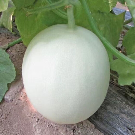 White sand honey melon seeds rock sugar melon seeds cantaloupe seeds spring, summer, autumn and winter balcony potted vegetables A pack of white sand honey melon seeds