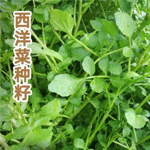 Xiangbin Four Seasons Guangdong Watercress Seeds Field Planting Wild Aquatic Balcony Easy to Plant Live Vegetable Seeds Watercress Seeds Watercress Seeds 3g Original x10 Pack