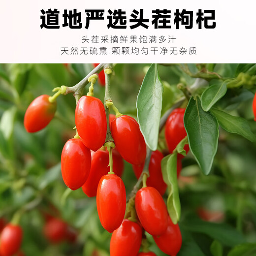 Beijing Tongrentang Special Red Wolfberry Dried Ningxia Authentic Sulphur-free Wild Buying Tea, Wine and Soup to Boil the Liver. Buy 1 Free [250g] 1 Can of Special Big Fruit Red Wolfberry 2025 New Product First Organic Wolfberry