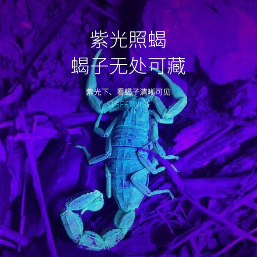 微笑鲨激光夜钓手电筒强光氙气钓鱼灯户外野外大功率镭射钓鱼专用长续航 白蓝紫【极亮9758L】无极调焦
