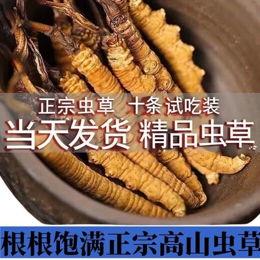 Authentic Cordyceps authentic Cordyceps gift box 3 pieces/gram 50 pieces Cordyceps gift nutritional gift tonic for elders 3 pieces/gram (Specifications) 20 pieces gift box