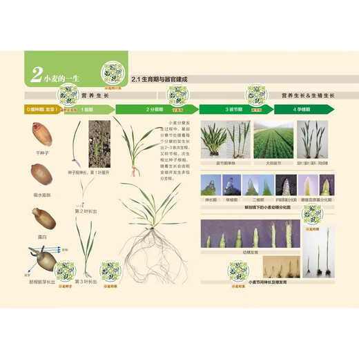 Illustration of wheat