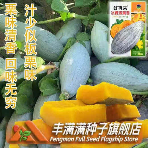 Qi Zhe rock sugar egg yolk scented pumpkin seeds dry sweet noodles noble ugly melon sweet chestnut pumpkin seeds Northeast golden chestnut rock sugar egg yolk scented pumpkin 1 pack + fertilizer
