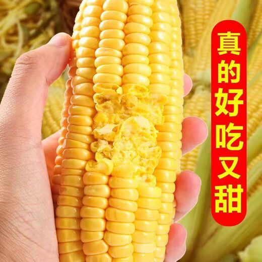 Sweet and crispy fruit corn big sticks, early maturing, fragrant and super sweet corn, eaten raw in the field for all seasons, high quality fruit corn seeds, newly planted in the season - 5 packs, about 256 seeds