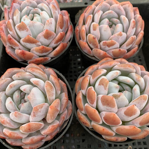 一物一拍框拍橙子冰玉爱天鹅绒麦秆冰魄多肉植物橙梦露多肉橙子 15919厘米 裸根不带土