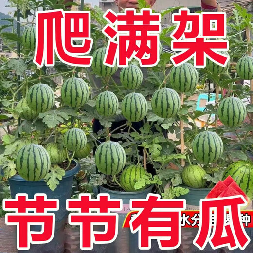 Qili super sweet honey small watermelon seeds ruby small watermelon thin skin seedless four seasons courtyard balcony potted fruit seeds apple watermelon original 20 capsules / 10 bags