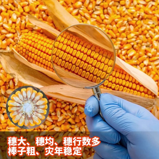 Zhengdan 958 national-approved corn variety corn seed high-yielding big stick corn seed Ludan 981 corn seed National-approved Zhengdan 958 corn seed original 1 Jin Jin equals 0.5 kg 1 bag
