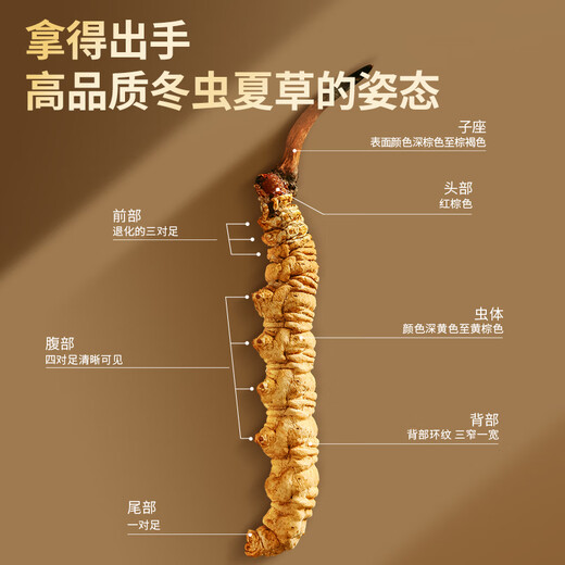 同仁堂品牌北京同仁堂 冬虫夏草虫草礼盒高端营养滋补送礼品长辈老人 1盒 20g 【共享滋补】约5根/克 约100根