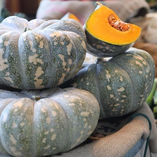 Specially Sweet Pumpkin Seed Flavor Sweet Pumpkin Vegetable Seed Lazy Mopan Large Pumpkin Seed Mopan Large Pumpkin Seed This year’s new species ST2998 New species, 1 pack of about 22 seeds, germination is super good