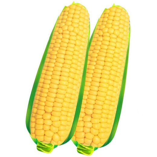Sweet and crispy fruit corn big sticks, early maturing, fragrant and super sweet corn, eaten raw in the field for all seasons, high quality fruit corn seeds, newly planted in the season - 5 packs, about 256 seeds
