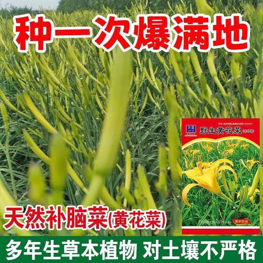 Edible daylily seeds are sown all year round, wild vegetable seeds, southern daylily, natural rare daylily seeds, QE545 new seeds, 1 pack, about 100 seeds, germination