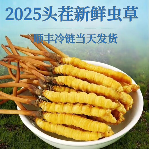 Luzhangtang Cordyceps sinensis fresh first stubble fresh grass SF Express cold chain production location straight hair selection Dacaoto period fresh grass is now dug on the same day. Each piece of Nagqu fresh grass in Tibet is 0.6 grams and 30 pieces packed