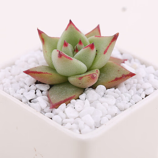Runhuanian succulent paving stone small colored stone flower pot green plant white stone colorful stone potted flower growing stone decoration 4g small colored stone + 4g large colored stone