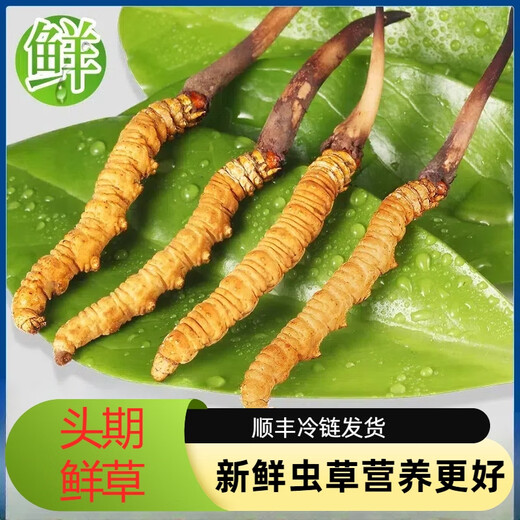 2025年头期鲜草新鲜冬虫夏草正品鲜虫草天然鲜虫草营养滋补送礼 西藏鲜草0.8-0.9克/条 20条送1条 冬虫夏草  顺丰发货