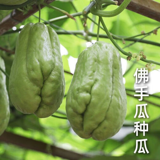 Shop Chayote Early Ripening Extra Large Chayote Vegetable Climbing High Yield Disease Resistant Perennial Melon Affordable Price High Yield Good - 20 Count - Net Seeds Chayote Seeds