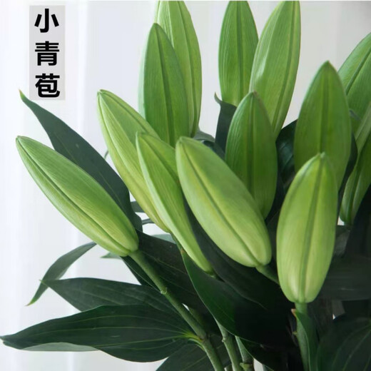 Perfume lilies multi-headed flower bouquets wholesale Yunnan Kunming base freshly picked straight hair water to grow real flowers 10 pink perfume lilies Free flower preservative when placing an order