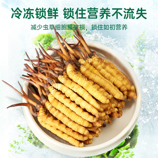 Purple and blue flowers sea [first 25 years] Fresh Cordyceps sinensis 0.6g/root 20 fresh Cordyceps sinensis straight from the source