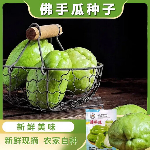 Shop Chayote Early Ripening Extra Large Chayote Vegetable Climbing High Yield Disease Resistant Perennial Melon Affordable Price High Yield Good - 20 Count - Net Seeds Chayote Seeds