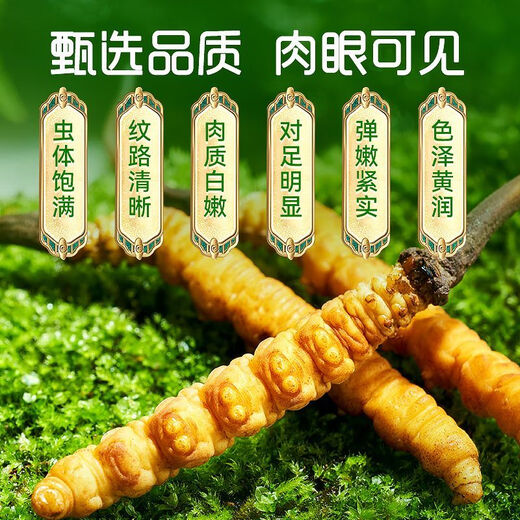 Beijing Tongrentang same quality fresh Cordyceps sinensis 2025 first-year Cordyceps authentic leader high-altitude gift authentic Cordyceps dry brush Lhasa fresh Cordyceps 1.2 grams (cordyceps king) 30 root - 2 roots (32 roots in total)