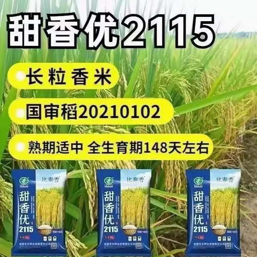 New species Tianxiangyou 2115 Zhuangxiangyou 1205 hybrid high-yield rice seed strong aroma type first-grade rice long-grain fragrant rice New date New species Tianxiangyou 2115 original x1 bag Total 1Jin Jin equals 0.5kg