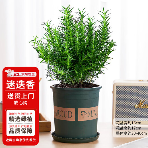 Hua Weng potted edible thyme vanilla plant spices large pot of rosemary (gallon pot) straight from the source