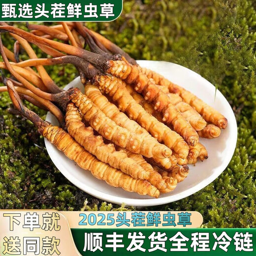 2025年鲜虫草头期正宗新鲜冬虫夏草精选鲜草大草顺丰冷链产直发 西藏那曲鲜虫草每条0.5克10条装