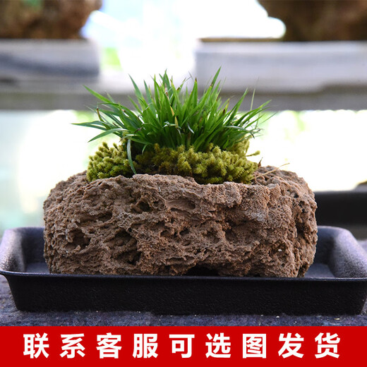 Stone flowerpot absorbent stone water stone original stone natural flowerpot with asparagus bamboo calamus succulent plant micro landscape pot 13-17cm stone pot + tempered rectangular holder