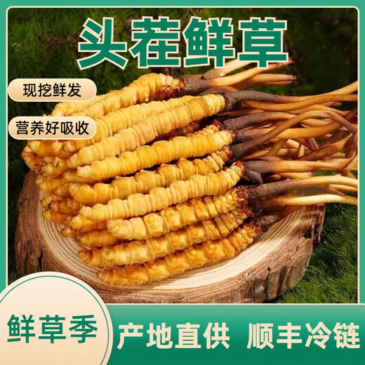 2025年头期鲜草新鲜冬虫夏草正品鲜虫草天然鲜虫草营养滋补送礼 西藏鲜草0.8-0.9克/条 20条送1条 冬虫夏草  顺丰发货