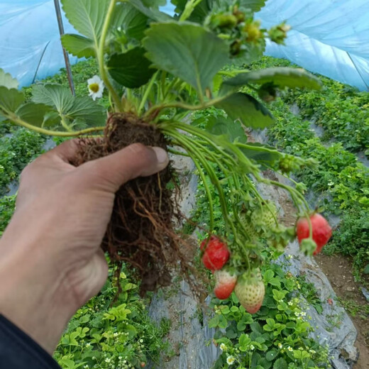 [1421 people collect] (can eat strawberries in 20 days) Potted strawberry seedlings of red beauty, four seasons, strawberry seedlings in the south and north (Red beauty, strawberry bare root) Fruit sweet, with flowers and fruits, strong seedlings [12] Fruits full of pots
