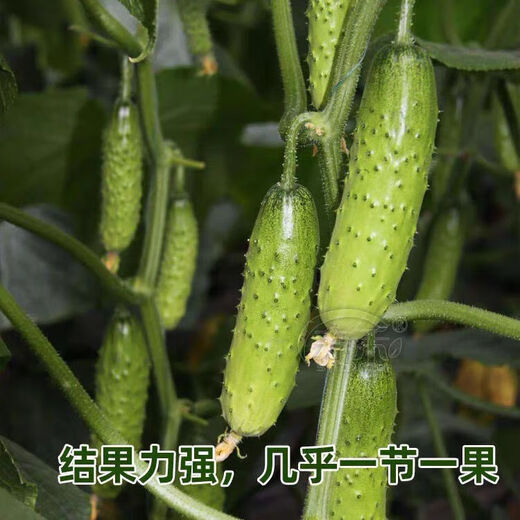 New varieties of fruit cucumbers are on the market for raw consumption, new varieties of fruit seeds and vegetable seeds for balcony planting, new varieties of crisp and sweet fruit cucumber seeds, 250 capsules, 5 packs