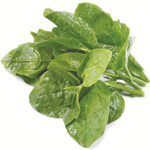 
Big leaf fungus seeds planted in all seasons, fast-growing tofu seeds seeds in spring, summer and autumn balcony potted pastoral vegetable seeds [New this year] Big leaf fungus seeds, limited purchase of 5 packs of about 675 capsules
