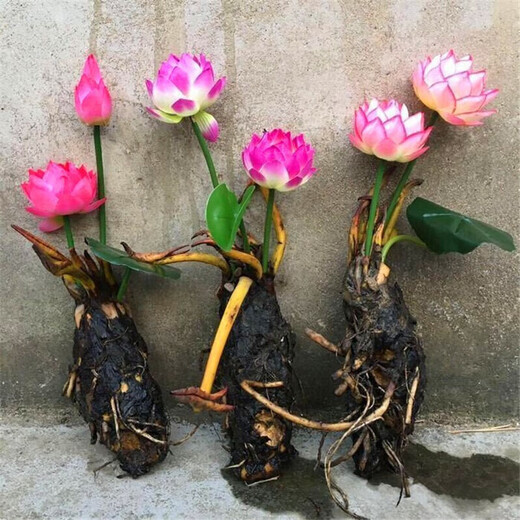Water lily seedlings, lotus potted plants, medium and large bowl lotus lotus seeds, lotus root hydroponics, aquatic pond pots, lotus leaf seeds, large water lily root pieces 3 pieces - mixed color