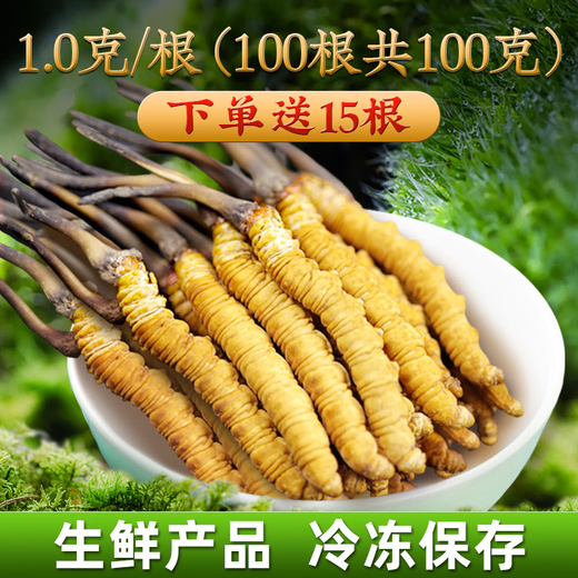 2025年新鲜冬虫夏草正宗头期鲜虫草1.2克/根正品鲜草送礼品补品 1.2克以上/根【冷冻保存】 50根送6根新鲜虫草再送礼盒