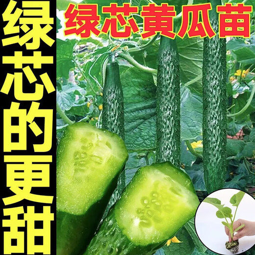 Cucumber seedlings, Dutch fruit cucumber seedlings, cucumber seedlings, high-yielding dense cucumbers, four-season balcony potted vegetable seedlings, 6 fruit cucumber seedlings