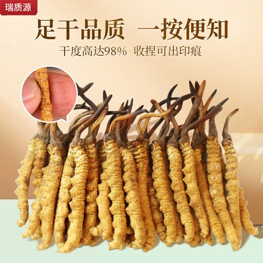 Ruizhiyuan genuine guaranteed Cordyceps nourishing health high-altitude source gift box for parents and elders [5 grams gift box] Genuine nourishing dried cordyceps 24 roots