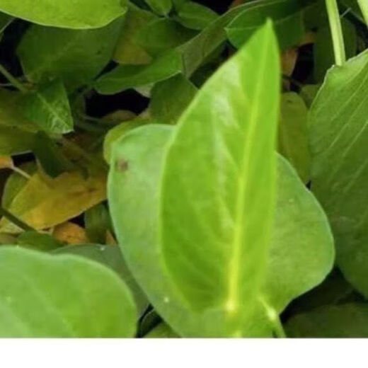 Large-leaf three-pronged high-yielding water spinach seeds in field farmyards, four-season green cabbage seeds, vegetable seeds, larvae seeds, A water spinach seeds 1 pack