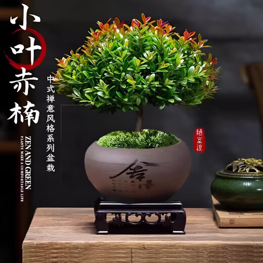Jingyouyu golden nanmu small-leaf red phoebe bonsai old pile potted seedlings flower office desktop small green plants good for all seasons small-leaf red phoebe + shede ceramic round pot + square base + moss + fertilizer, tray not included