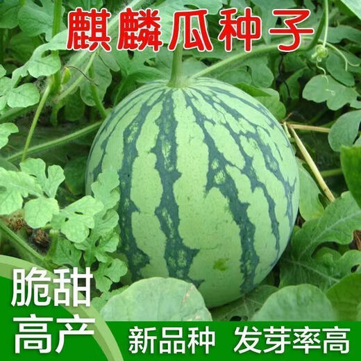 Qizhe 8424 Kirin few seed watermelon seeds, seedless, extra large, high yield, giant sweet king, southern four seasons vegetable and fruit seeds, Kirin Prince watermelon selection 50 capsules/1 pack + chemical fertilizer