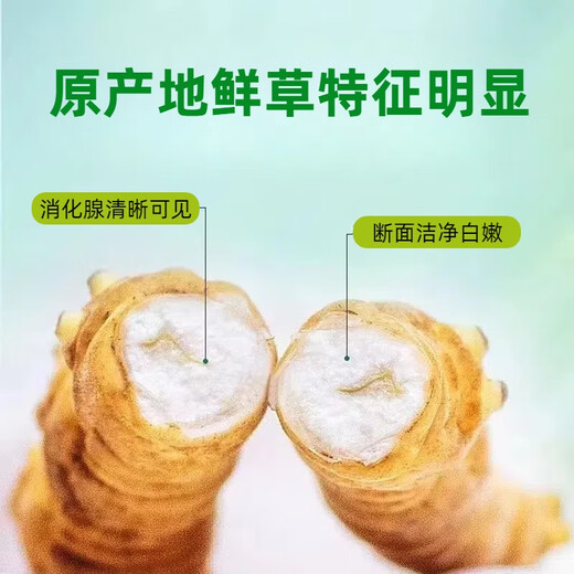 2025年头期鲜草新鲜冬虫夏草正品鲜虫草天然鲜虫草营养滋补送礼 西藏鲜草0.8-0.9克/条 20条送1条 冬虫夏草  顺丰发货