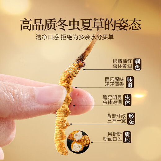 Tongrentang Brand Beijing Tongrentang Cordyceps Sinensis à propos de 5 racines / G10G Cordyceps Boadt haut de gamme Tonics de cadeau haut de gamme pour les personnes