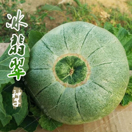 Qili high-yield ice emerald melon seeds super sweet thin-skinned emerald melon spring and autumn early maturing four-season balcony fruit seeds high-yield ice emerald melon seeds selected (400
