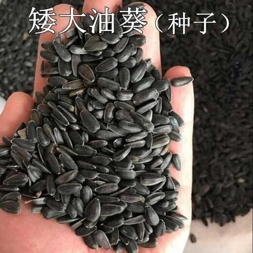 Shop: Dwarf sunflower seeds are sown in spring and summer. The sunflower yield is higher and the oil rate is higher. It can be used for sprout cultivation. Oil sunflower seeds. Selected 2 packs. About 700 seeds.