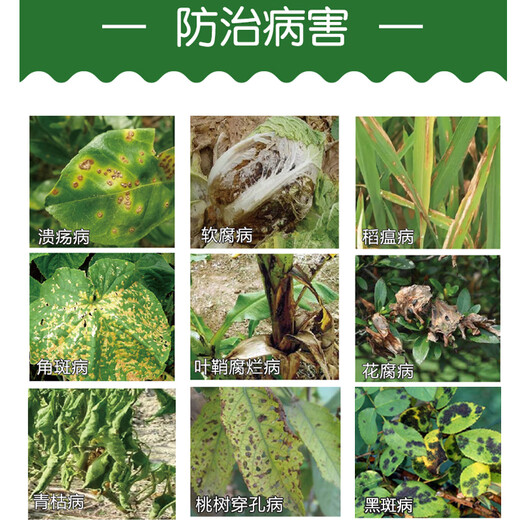 6% kasugamycin fungicide, leaf spot, angle spot, rice blast, gummosis, citrus vegetable soft rot bacterial disease 1000ml