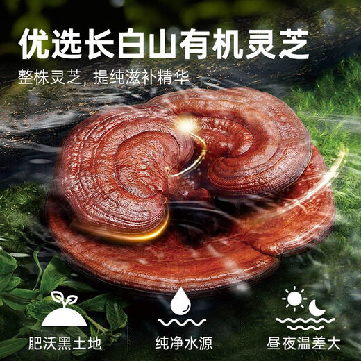 阿依舍（ayishe）破壁灵芝孢子粉胶囊长白山有机灵芝孢子粉旗舰礼盒 1瓶 31.5g 90粒 灵芝孢子粉胶囊