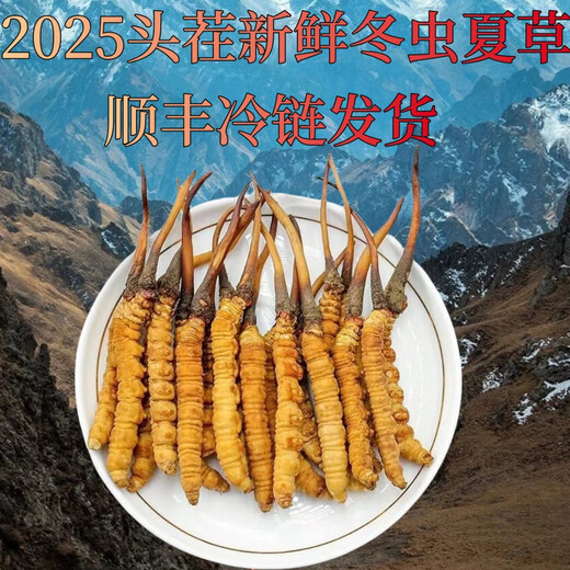 Luzhangtang Cordyceps sinensis fresh first stubble fresh grass SF Express cold chain production location straight hair selection Dacaoto period fresh grass is now dug on the same day. Each piece of Nagqu fresh grass in Tibet is 0.6 grams and 30 pieces packed