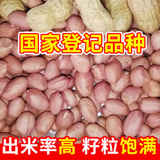 Desheng Zhiyuan original Pu Kehua No. 20 high yield shelled peanut seeds wholesale medium fruit drought and waterlogging resistant thin skin large factory direct sales bulk high yield shelled Pu Kehua No. 20-10Jin Jin equal to 0.5 kg