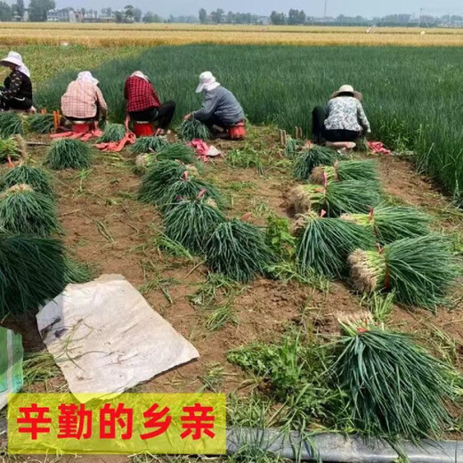 The base directly collects Shandong fresh green onion seedlings and hard-core seedlings. Planting is simple. Package of 100 green onion seedlings.