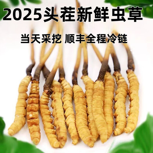 2025年鲜虫草头期正宗新鲜冬虫夏草精选鲜草大草顺丰冷链产直发 西藏那曲鲜虫草每条0.5克10条装