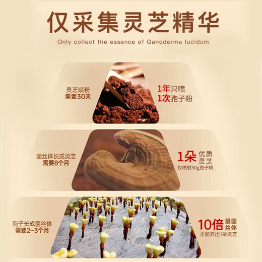 北京同仁堂破壁灵芝孢子粉 中老年人增强免疫力 中老年术后免疫力低探病送礼 1盒装